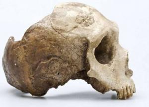 Ученые выяснили, почему неандертальцы обладали плоским черепом, а современные люди круглым 