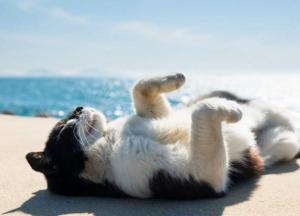 Прогноз погоды на 22 мая: будет жарко, но не везде