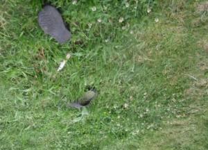 Под Киевом женщина подрезала соседа из-за припаркованного авто (фото)