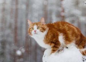 Прогноз погоды на 9 ноября: в Украине ожидают мокрый снег