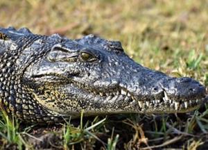 На Арабатской Стрелке обнаружили крокодила