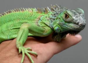 В США прошел "дождь" из гигантских ящериц (фото и видео)