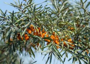 Диетологи назвали три самых эффективных продукта молодости