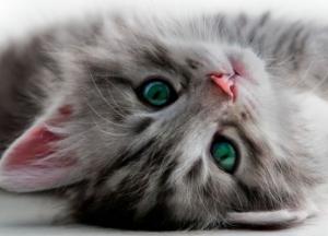 Ученые нашли способ общения с кошками при помощи глаз