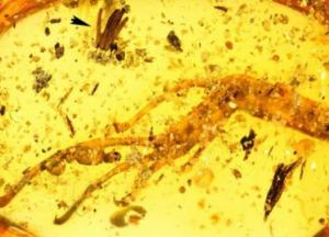 Ученые обнаружили уникальную плесень возрастом 100 миллионов лет (фото)