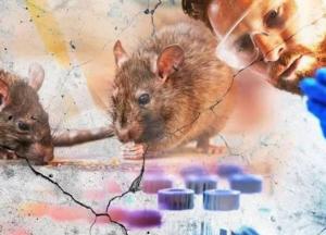 В Китае мужчина умер от хантавируса: симптомы опасного заболевания