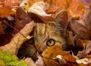 Прогноз погоды на 20 октября: туманы, холод и порывистый ветер