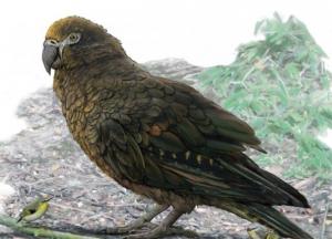 Ученые обнаружили останки попугая-каннибала ростом с четырехлетнего ребенка 
