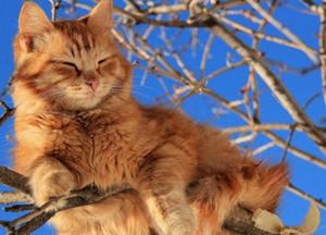 Прогноз погоды на 31 марта: украинцав порадует тепло до +17 градусов