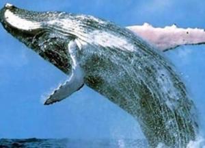 Ученые рассказали о репертуаре горбатых китов 