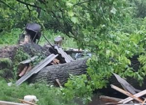 На Львовщине из-за падения дерева погибла молодая женщина