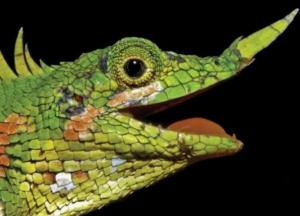 Ученые обнаружили животных, которые считались вымершими (фото)