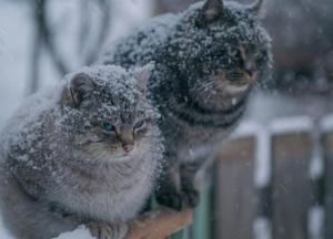 Прогноз погоды на 16 декабря: Украину накроет морось и туман