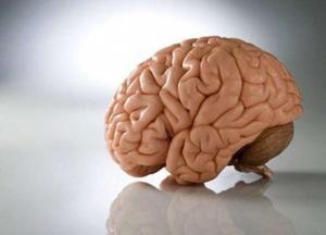 Ученые выяснили, что человеческий мозг уменьшается