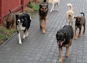 В Запорожской области собаки насмерть загрызли пенсионерку