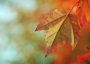 ​Погода 14 жовтня: День захисників та захисниць України буде сонячним і теплим