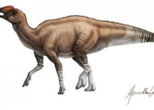 Обнаружен новый вид динозавров