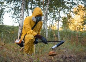 В Чернобыле нашли грибы, питающиеся радиацией