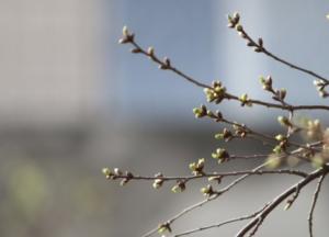 В Киеве зафиксировали сразу два температурных рекорда