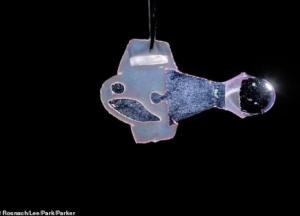 Ученые создали "рыборобота" из клеток человеческого сердца (видео)