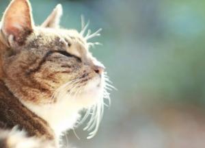 Прогноз погоды на 16 января: в Украине продолжается аномально теплый январь