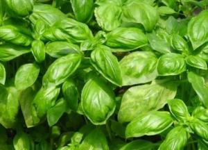 Медики назвали целебные свойства базилика