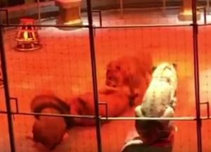Львы чуть не загрызли друг друга во время представления в цирке (видео)