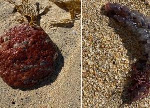 В Австралии обнаружили необычное существо