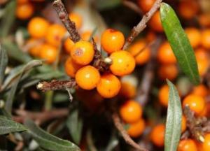 Медики назвали простой способ укрепить иммунитет