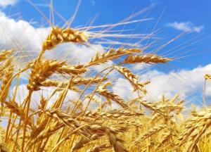 Украденное Россией украинское зерно везут в Сирию, а картофель и капусту - в Крым