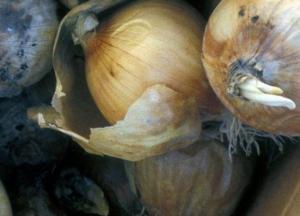 Медики назвали популярный овощ, который может быть смертельно опасным 