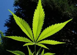 Легализация марихуаны: опрос показал уровень поддержки
