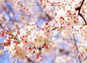 Прогноз погоды на 23 апреля: В Украину возвращается тепло