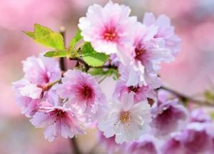 Прогноз погоды на 1 мая: часть областей накроют дожди и грозы