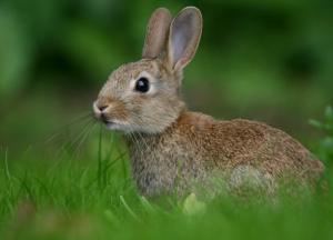 Ученые рассказали, какая разница между зайцем и кроликом 