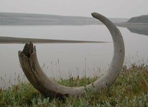 На бивне сибирского мамонта обнаружили рисунки, которым 13 000 лет (фото)