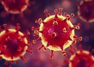 Ученые создали искусственный вирус, блокирующий коронавирус