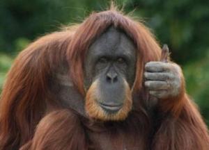 Ученые расшифровали язык орангутангов