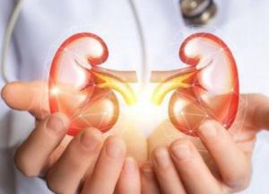 Медики подсказали, как сохранить здоровье почек