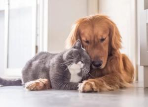 Коронавирусом можно заразиться от домашних животных - ВОЗ