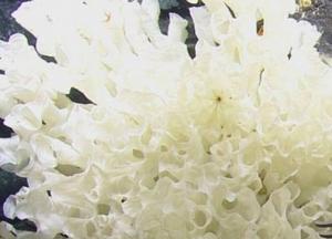 Ученые обнаружили под водой удивительных существ, неизвестных науке