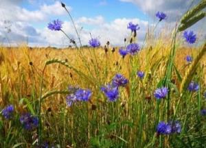 Прогноз погоды на 22 июля: в некоторых областях прохладно, в других – жара