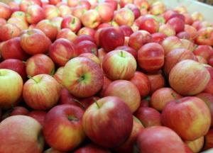 Ученые назвали фрукт, который замедляет старение