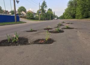 Троллинг коммунальщиков: в Луцке в ямах на дорогах высадили цветы (фото)