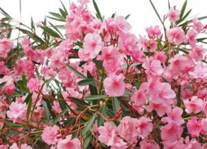 Названы самые ядовитые растения на Земле