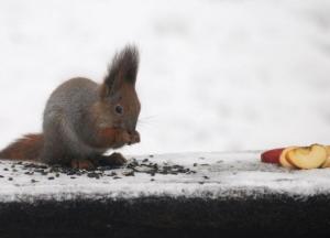 Прогноз погоды на 5 января: в Украине будет тепло и дождливо