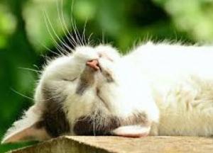 Прогноз погоды на 7 сентября: летнее тепло возвращается