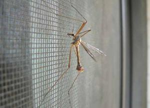 Ученые нашли бактерии, убивающие комаров