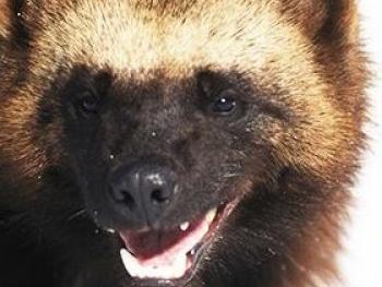 Владимир Здесь