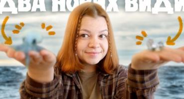 Відкриття Нових Видів: Від Розумних Білух до Крихітних Слимаків та Гнізда на Ford